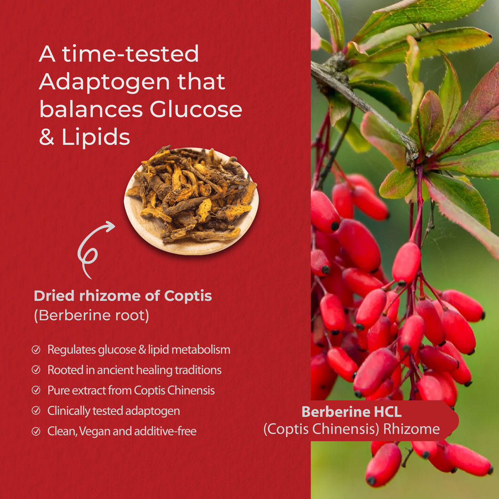 Yoga Aura 100% Pure Berberine – 500 mg of clinically studied berberine HCl, Lab tested, non-GMO & vegan | Health Canada Licensed NPN  80122843