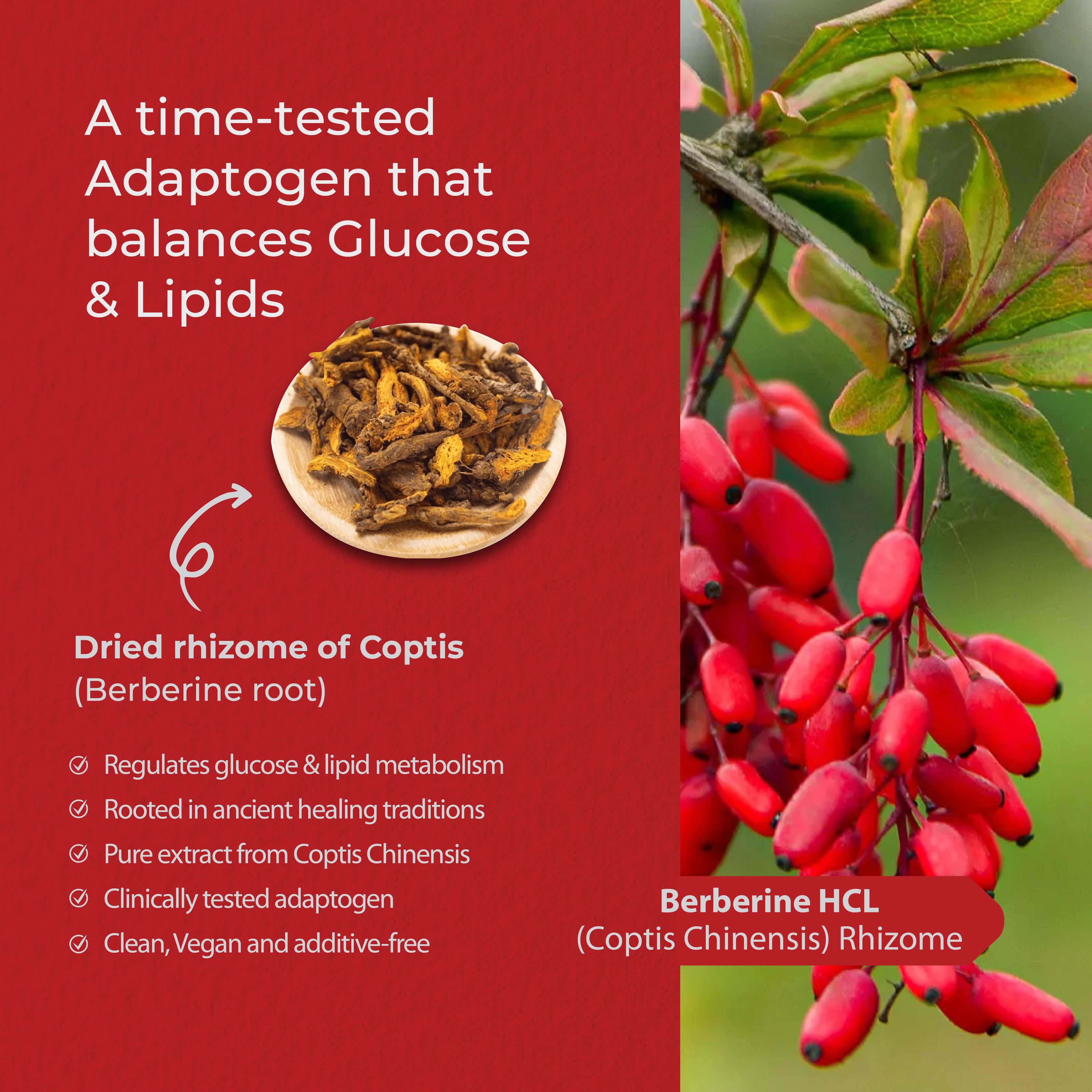 Yoga Aura 100% Pure Berberine – 500 mg of clinically studied berberine HCl, Lab tested, non-GMO & vegan | Health Canada Licensed NPN  80122843